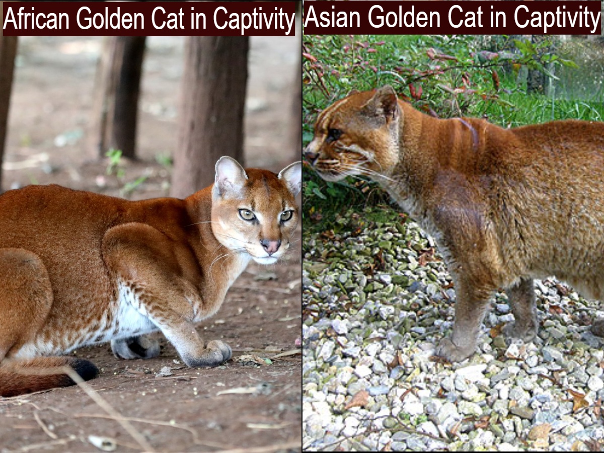 African Golden Cat vs Asian Golden Cat in Captivity